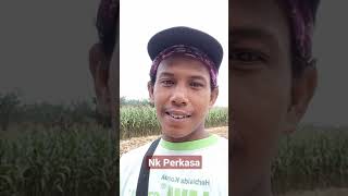 jemur jagung nk perkasa