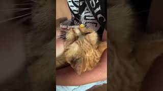 Наш зоопарк🐈 сколько кошек на видео ?😅