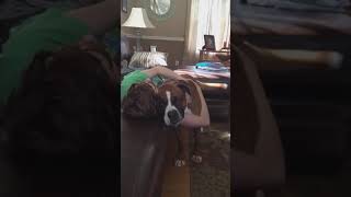 Cute Animals |Funny animals Reaction 2021#691..