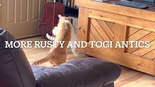 More Rusty and Togi Antics