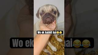 Bura nhi lgta kya?? #dog #funny #comedy #doglover #youtube #ytshorts #comedyvideo #labrador #shorts