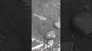 Kakaibang kulay at napakalaking Tilapia #hectortvvlogs #fishing #shorts #shortsvideo #shortsviral