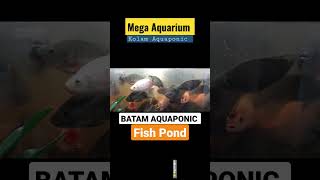 MEGA AQUARIUM