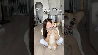 나한테 코코의 꼬신내가?!🐶 자취생의 향기 추천템!