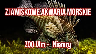 NIESAMOWITE AKWARIA MORSKIE | ZOO Ulm Niemcy