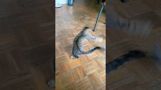 parte 2 très drôle  kanza #cat #cute #kitten #animals