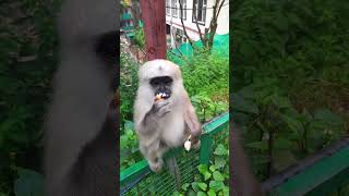 Cute monkey – amazing baby monkey eating bread from my hand #cutemonkey #babymonkey #funnymammals