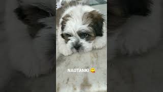 Pepo ka natak #dogshorts #doglover 🥰