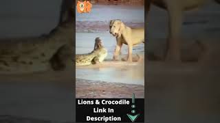 Three Lions vs Crocodile Real Fight - Animal Face Off        #shorts