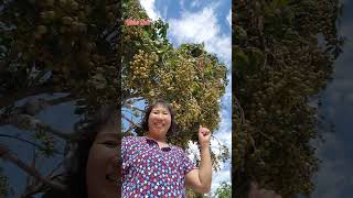 Picking longan in the US - vườn nhãn ở Mỹ  #shorts