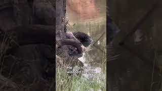 Wild water rat took our fish !!! 😲 #wildanimal #australia #nature #bush #fishing #waterrat #animal