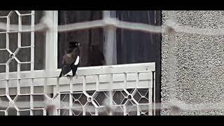 Myna in Rain/ Sound of Rain and Nature/ Sound of Myna