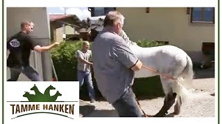 Hengst fordert Tamme heraus! | Tamme Hanken | Kabel Eins