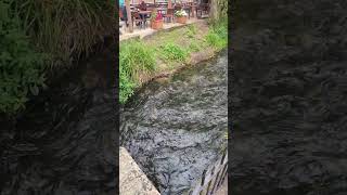 The River Windrush - Bourton on the water