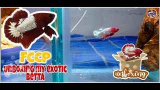 Unboxing my EXOTIC betta#Long time waited#FCCP betta#Tamil# Watch in Tamil