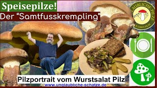 Der Samtfusskrempling  "Wurstsalatpilz" - Speisepilz Portrait für fortgeschrittene Pilz Sammler!