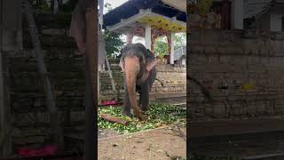 Elephant😍🌴#youtubeshorts#elephante#kandy#daladamaligawa#2024