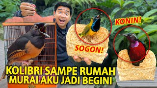 AKHIRNYA SEMUA KOLIBRI SAMPE RUMAH AKU! KONDISI MURAI AKU SEKARANG JADI KAYA GINI!