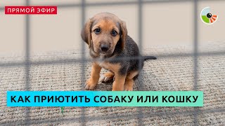 Москва онлайн расскажет, как приютить собаку или кошку