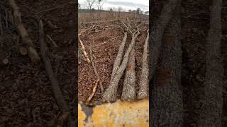 Hardwood Limbing Gate