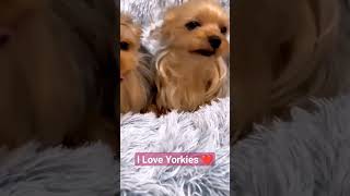 Y Love Yorkies ❤️😊   #amigopet #amigos #yorkie #yorkshireterrier #shortvideo #video #videos #perros