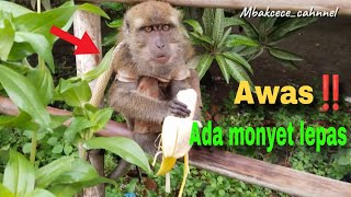 Awas ada momyet kelaparan‼️  Monyet  makan pisang #topengmonyet