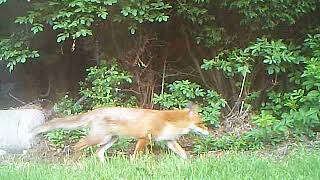 Fox in daylight