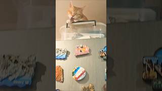 Funny cat go upstair in refrigerator cute cat ever #short #fypシ゚ #cat #funnycat