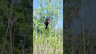 Rampage of the Red-Winged Blackbird.  #shorts