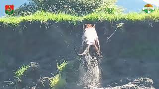 Bengal Tiger’s Epic Swim Across the Brahmaputra