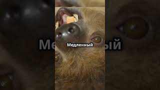 Удивительные факты о ленивцах!🦥😲#shorts #animals #funny #животные