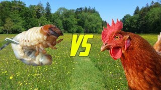 EXPERIMENT CHICHEN vs GIANT WORM