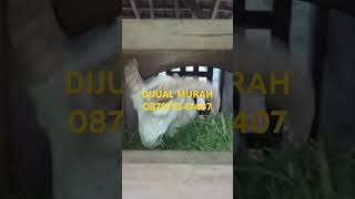 dijual murah domba garut jajalon