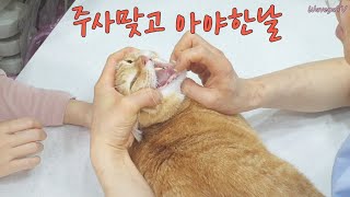 고양이 주사 맞으러 병원간날 Cat went to animal hospital (치즈)