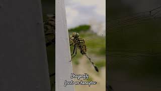 Nature video | Dragonfly with it's kill|Dragonfly feeds on honeybee |   #Shorts