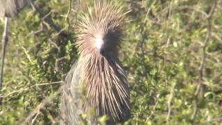 Reddish Egrets Swoop in by Hundreds on Most Important Nesting Habitat