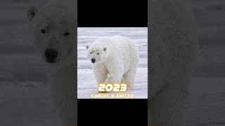 2023 Polar Bear vs 5000 bce Polar Bear #shorts #viral