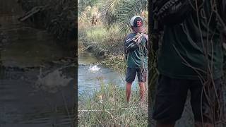 Mancing diparit saranya ikan haryan #fishing#mancing#ikan#castinggabusdiparitkecil@FebriMancing