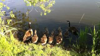 Geese and Goslings