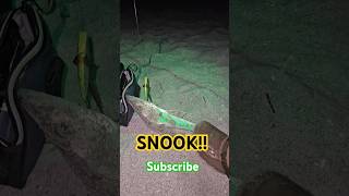 SUBSCRIBE FOR MORE SNOOK ACTION! #snook #saltwater #florida #fishing #lures #outdoors #viral