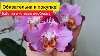 Красота цветка - поражает! Недорогая бабочка, которую сейчас предлагают многие садовники. Неупустите