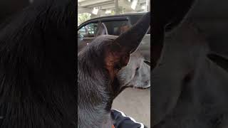 milo 🦮 going to garden meet kalu 🦮 / my dog vlog / vlog 03