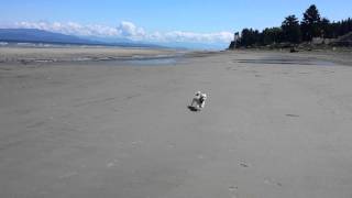 Qualicum Beach Oscar Runs