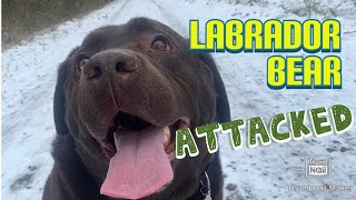 CHOCOLATE LAB ATTACKED IN DARK FORREST!