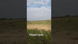 Наступила пора уборки льна