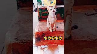 Funny Cat || #funnycomedy #shortsfeed #funycat