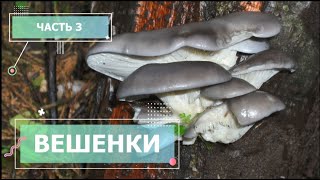 Выращивание Вешенки (Часть 3)