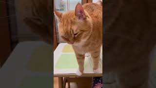 Cat wants to be petted❤️😂 #cat #cute #pets #funnycatvideos#cutecat #orangecat