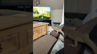 Bearded dragon's epic jumping fail caught on camera