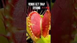 “Venus Flytrap Feeding Frenzy! Watch Nature’s Ultimate Predator in Action”